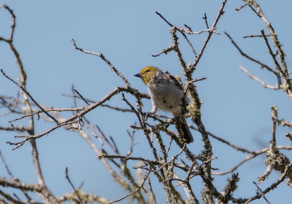 Verdin - ML642425431