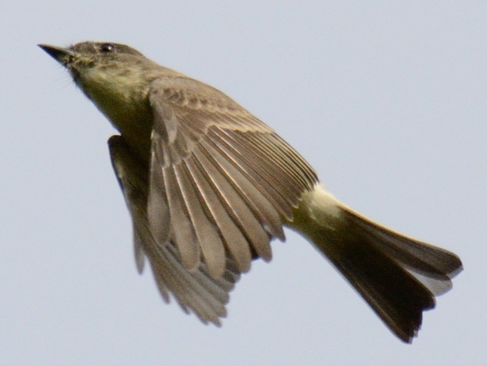 Eastern Phoebe - ML642425433