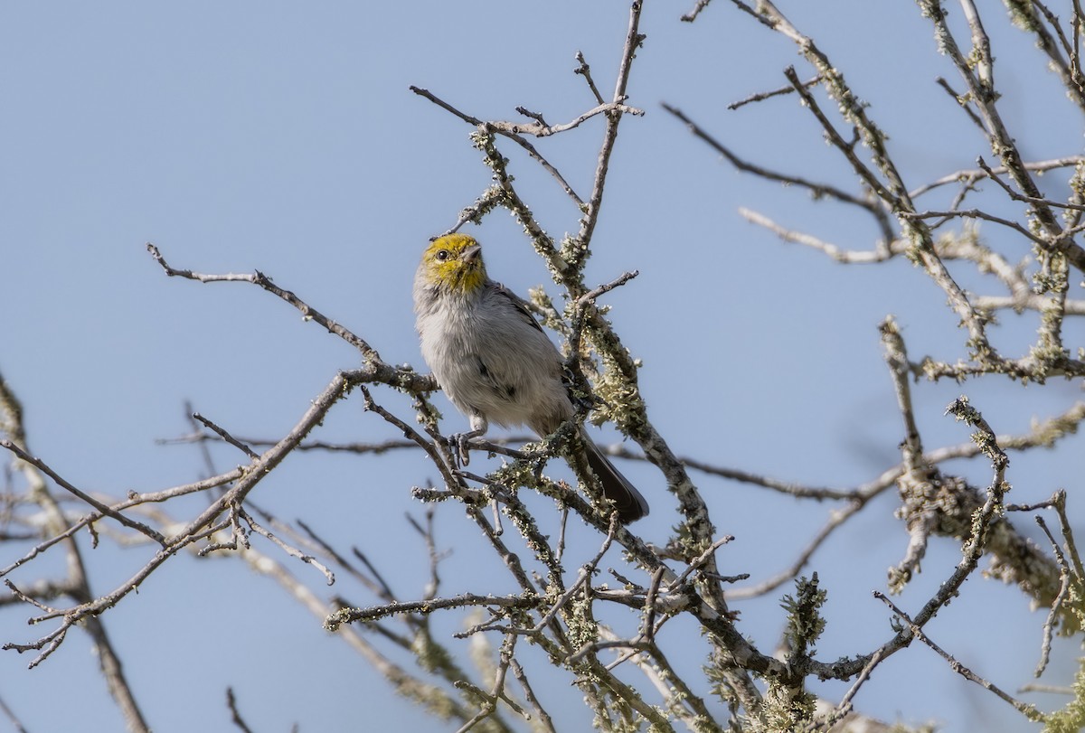 Verdin - ML642425434