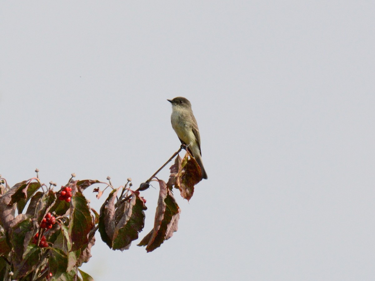 Eastern Phoebe - ML642425435