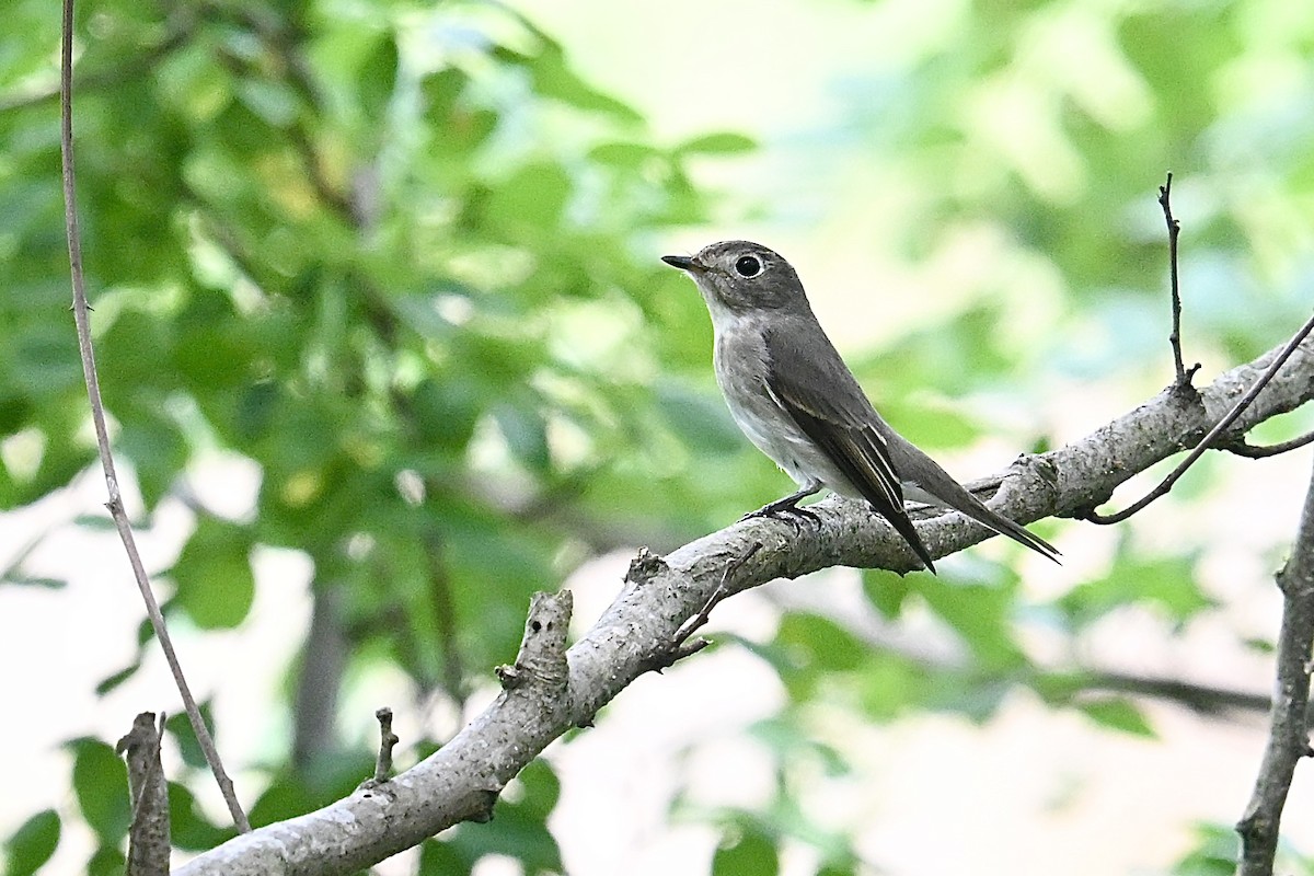Euli-txori siberiarra - ML642425444
