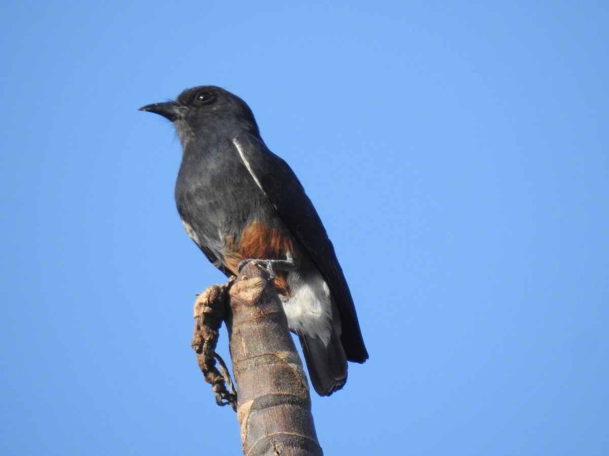 Swallow-winged Puffbird - ML642425466