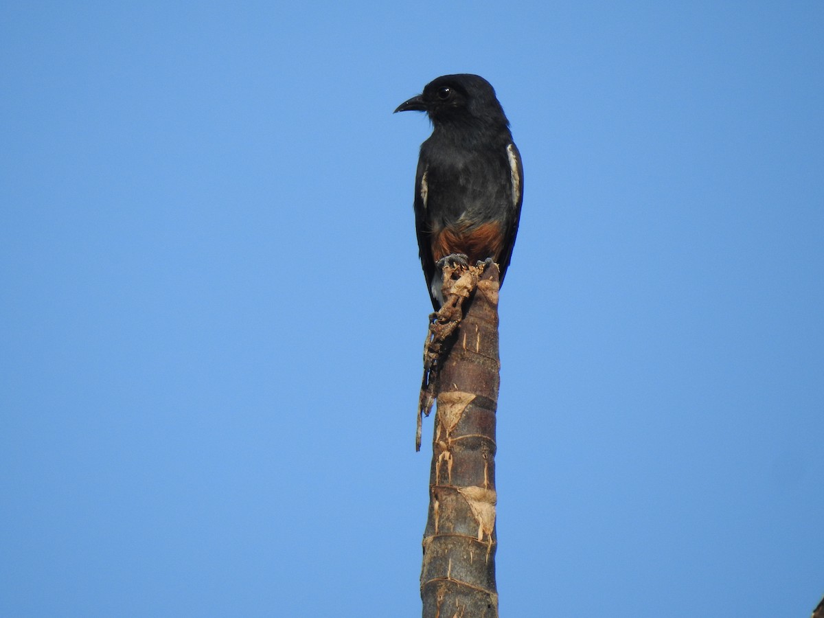 Swallow-winged Puffbird - ML642425467