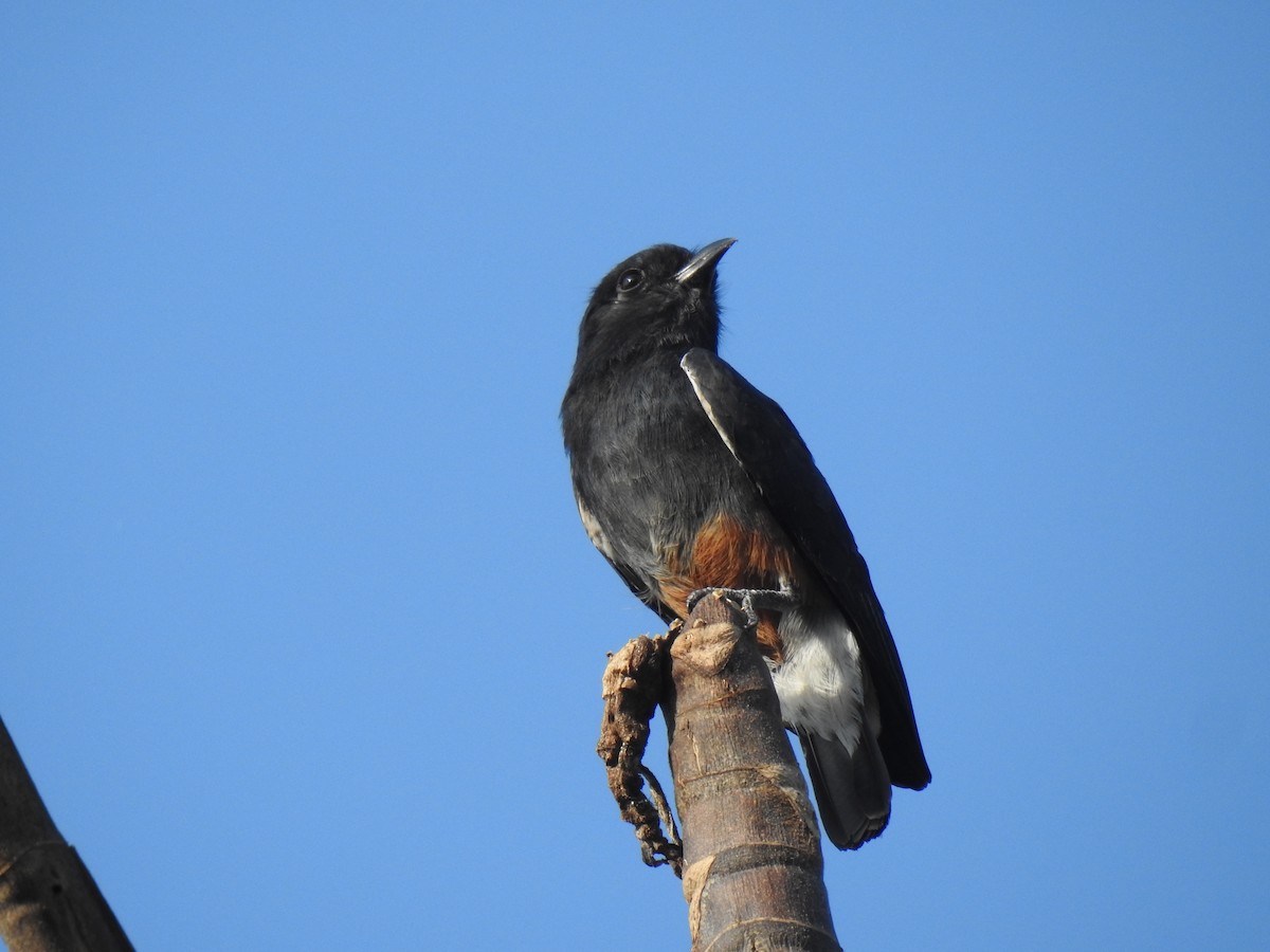 Swallow-winged Puffbird - ML642425468