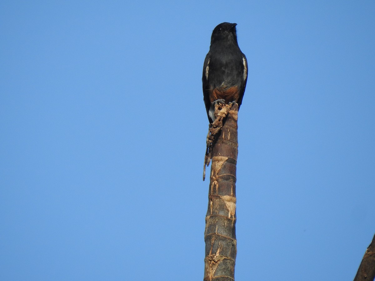 Swallow-winged Puffbird - ML642425469