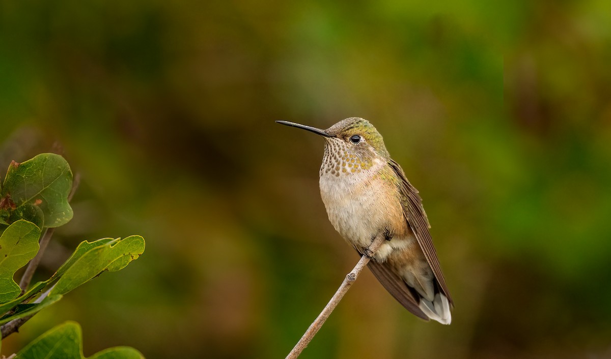 Broad-tailed Hummingbird - ML642425470