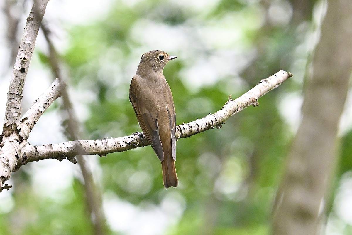 Blue-and-white Flycatcher - ML642425471
