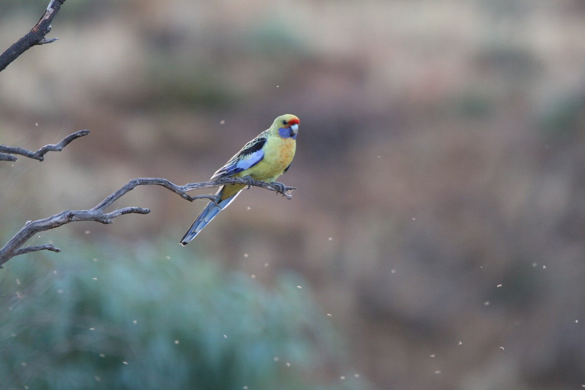 Crimson Rosella - ML642425472