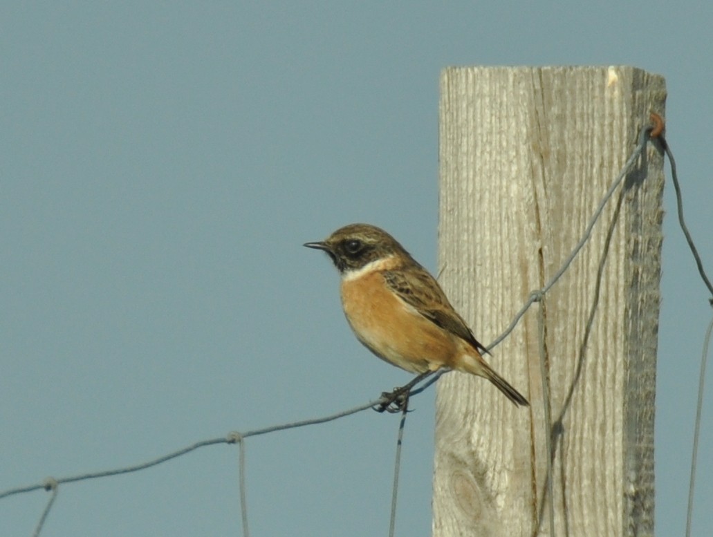 European Stonechat - ML642425477