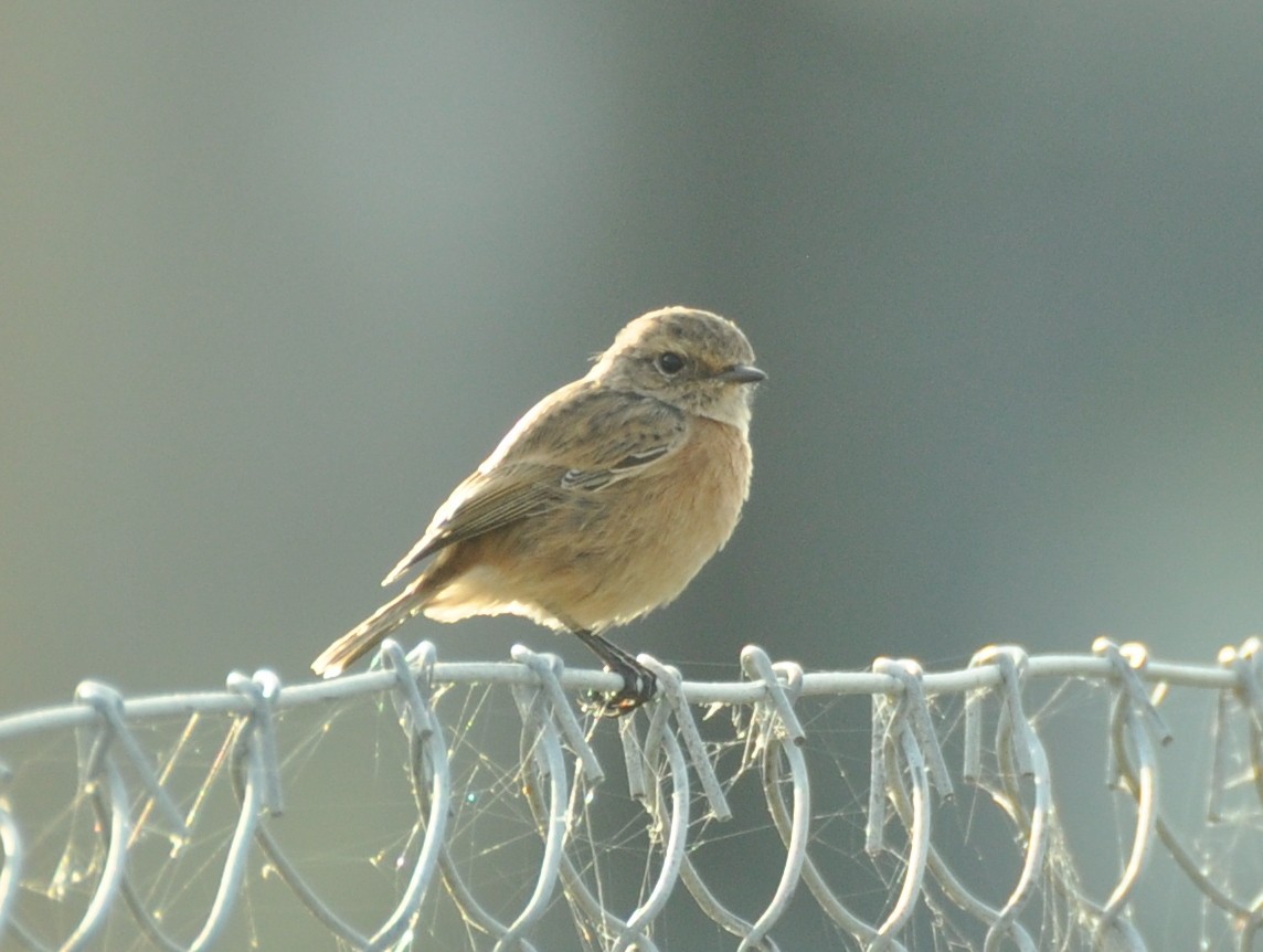 European Stonechat - ML642425478