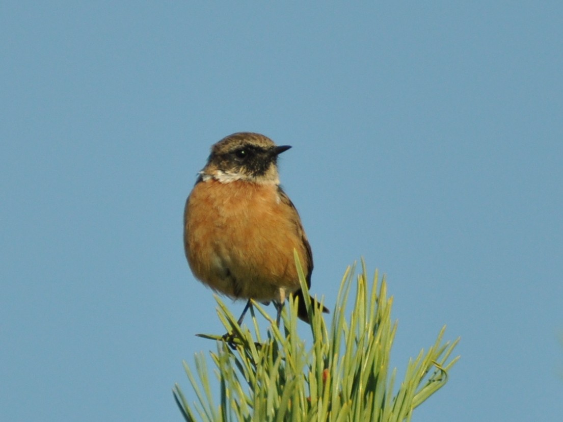 European Stonechat - ML642425479