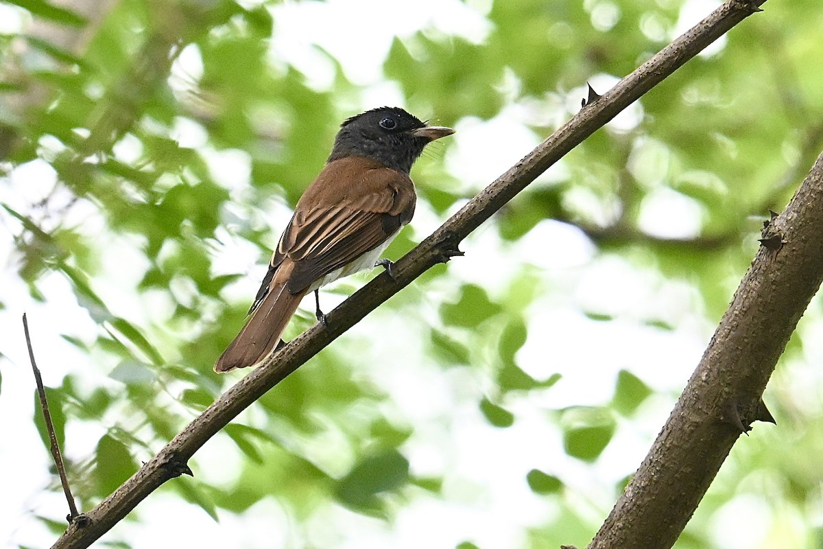 Black Paradise-Flycatcher - ML642425492