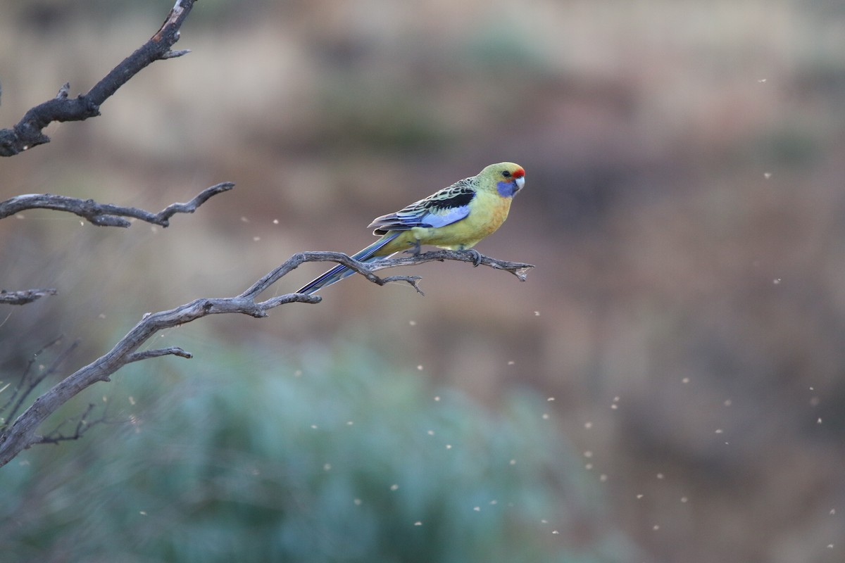 Crimson Rosella - ML642425507