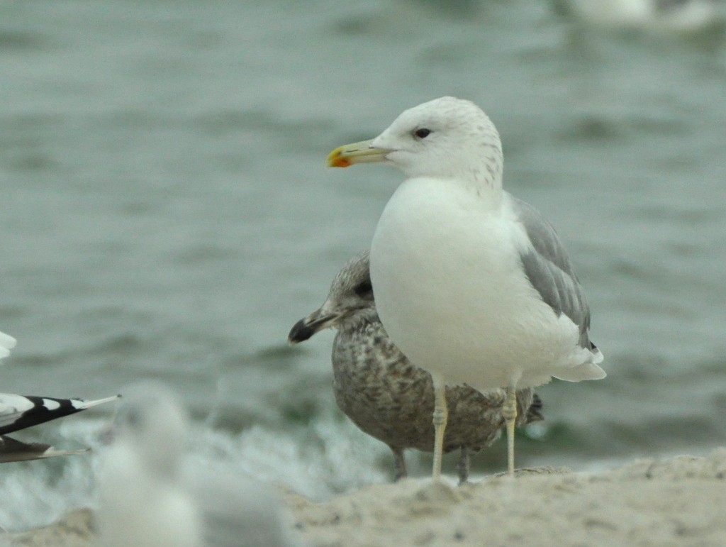 Caspian Gull - ML642425542
