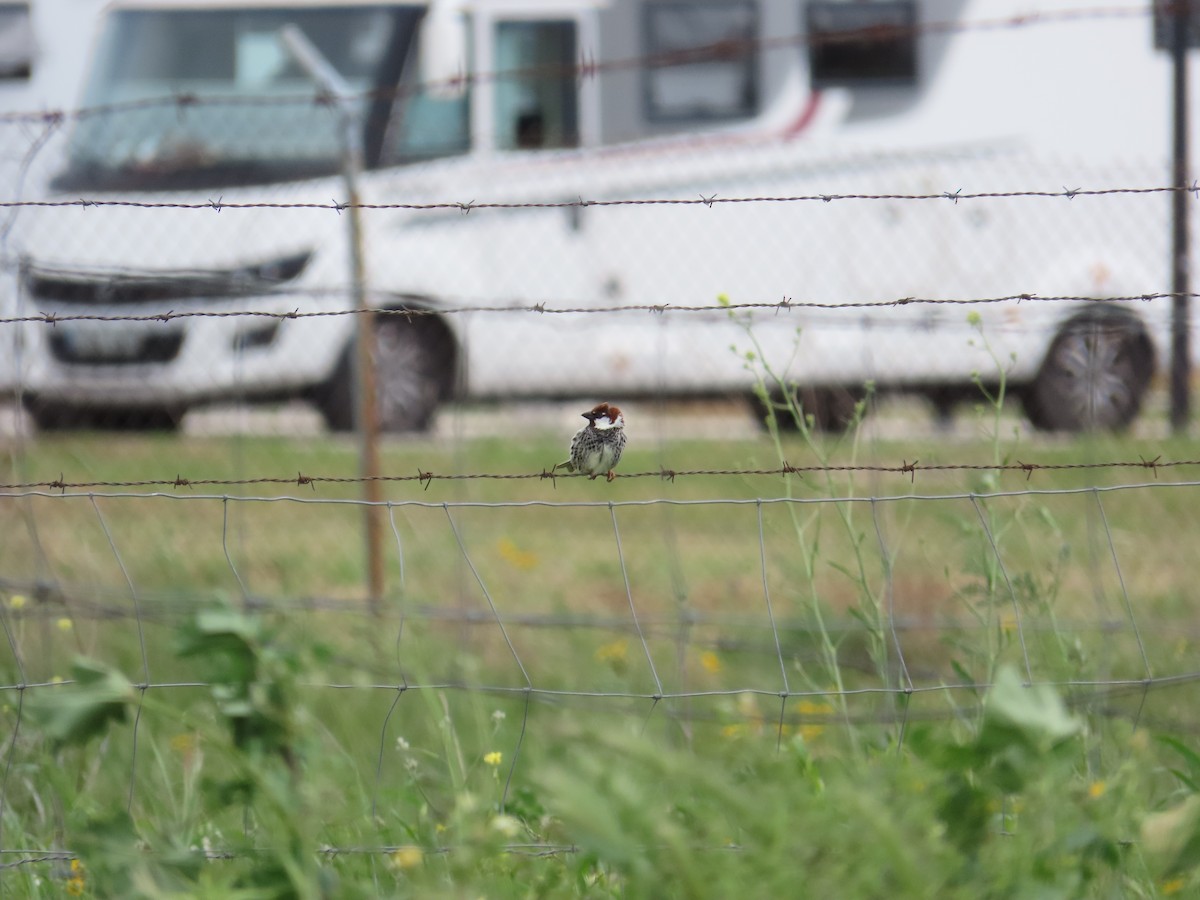 Spanish Sparrow - ML642425552