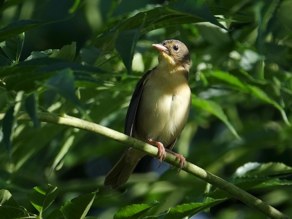 Common Yellowthroat - ML642425557