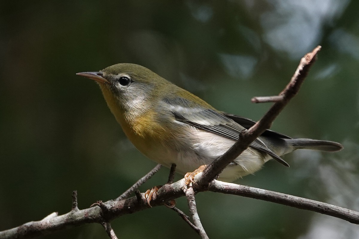 Northern Parula - ML642425581