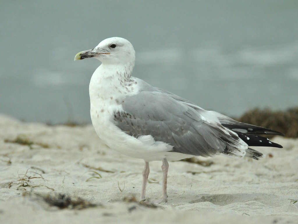 Caspian Gull - ML642425583