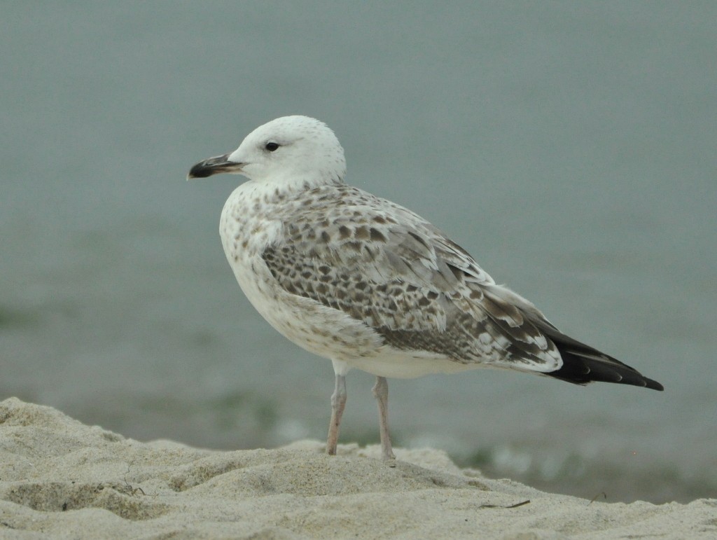 Caspian Gull - ML642425584
