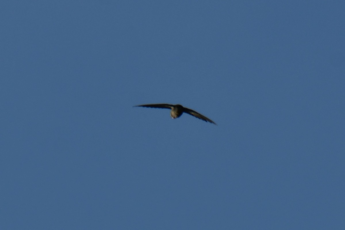 Chimney Swift - ML642425585