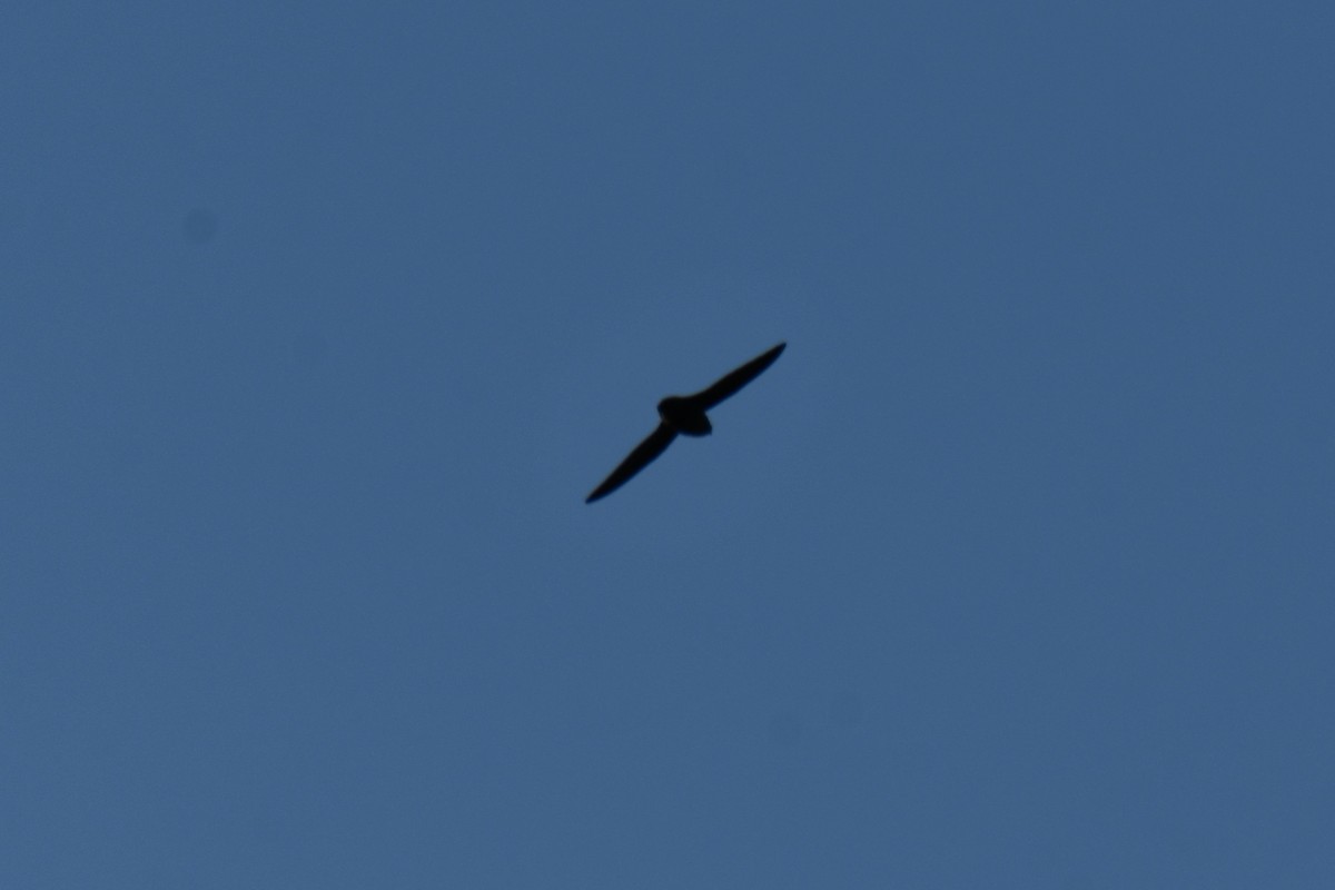 Chimney Swift - ML642425586