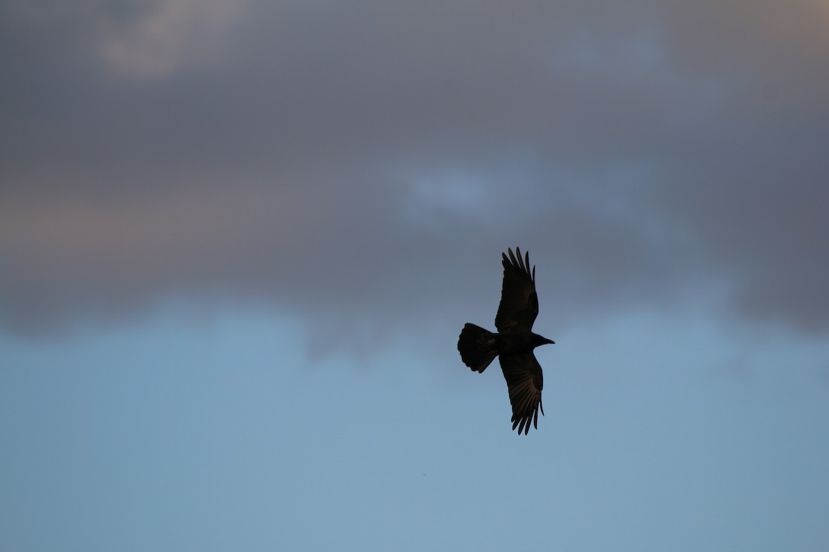 Little Raven - ML642425592