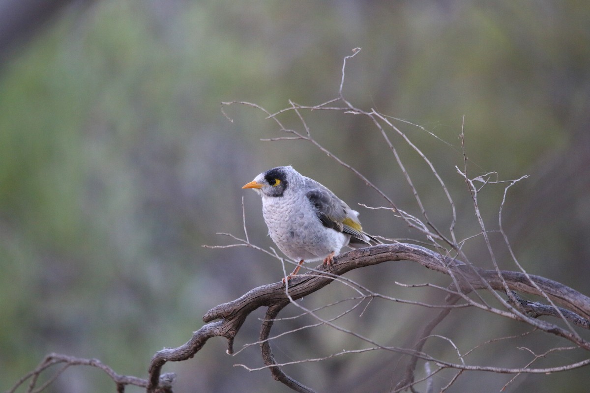 Noisy Miner - ML642425595