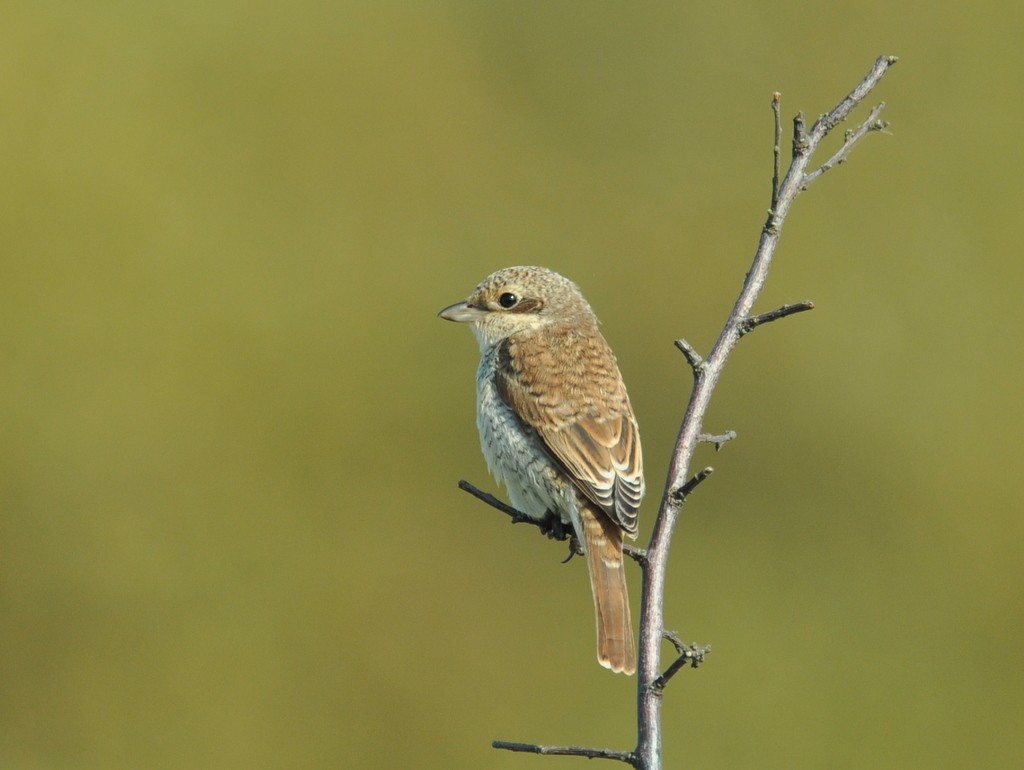 Red-backed Shrike - ML642425598