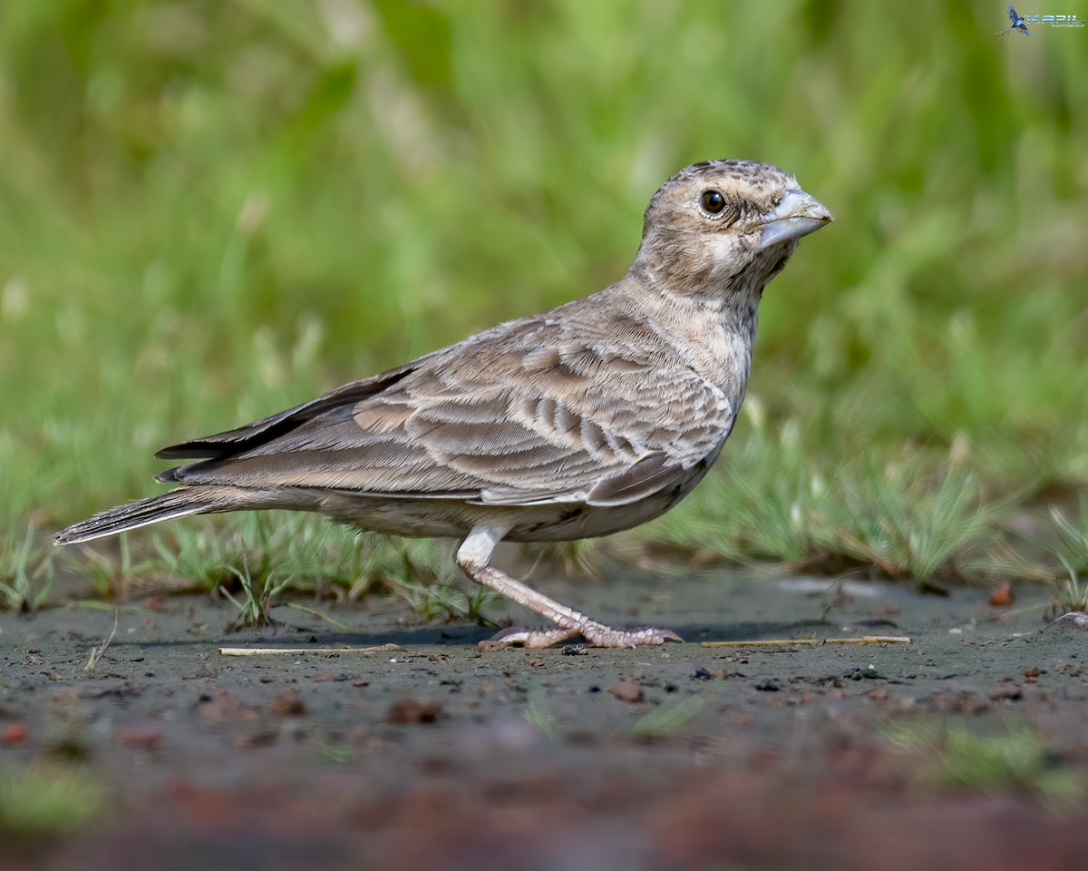 Ashy-crowned Sparrow-Lark - ML642425602
