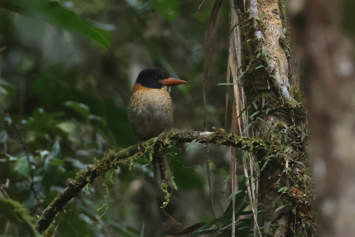 Scaly-breasted Kingfisher (Scaly-breasted) - ML642425604