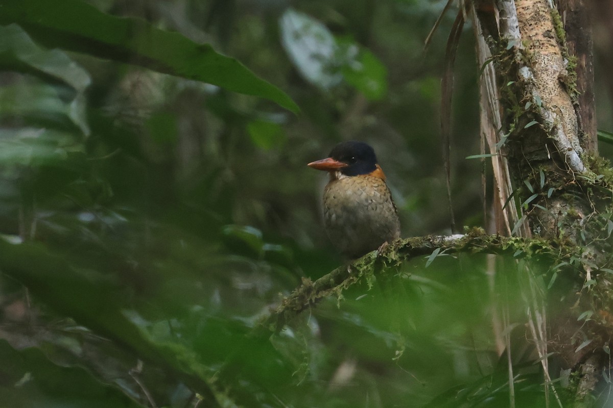 Scaly-breasted Kingfisher (Scaly-breasted) - ML642425605