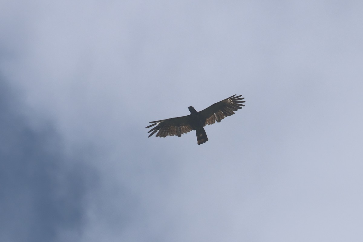 Sulawesi Honey-buzzard - ML642425615