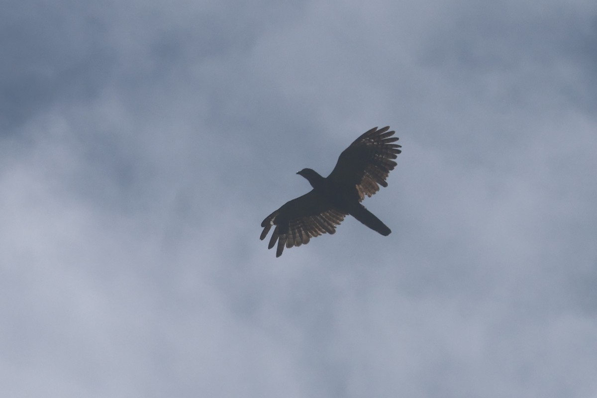 Sulawesi Honey-buzzard - ML642425616