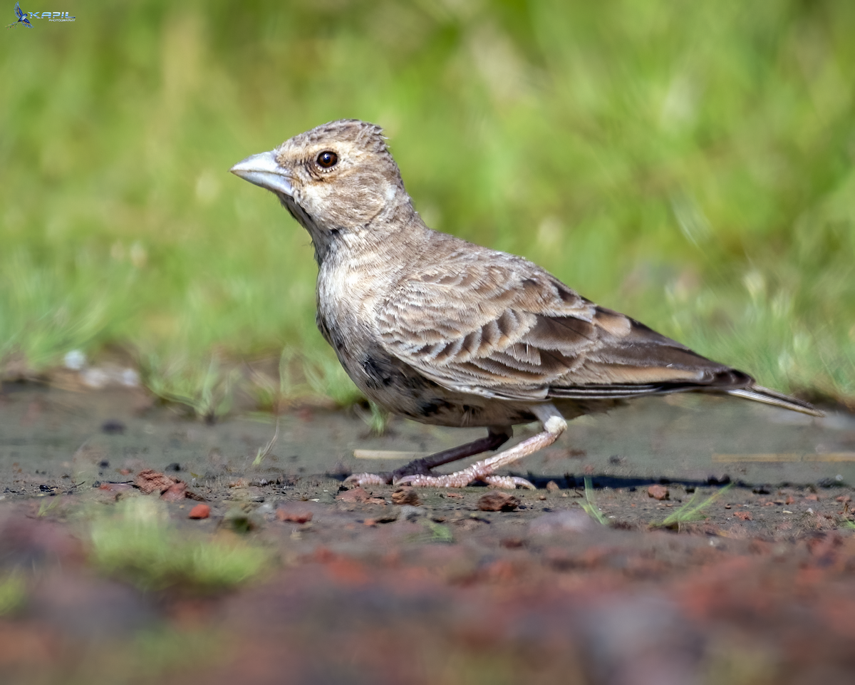 Ashy-crowned Sparrow-Lark - ML642425620