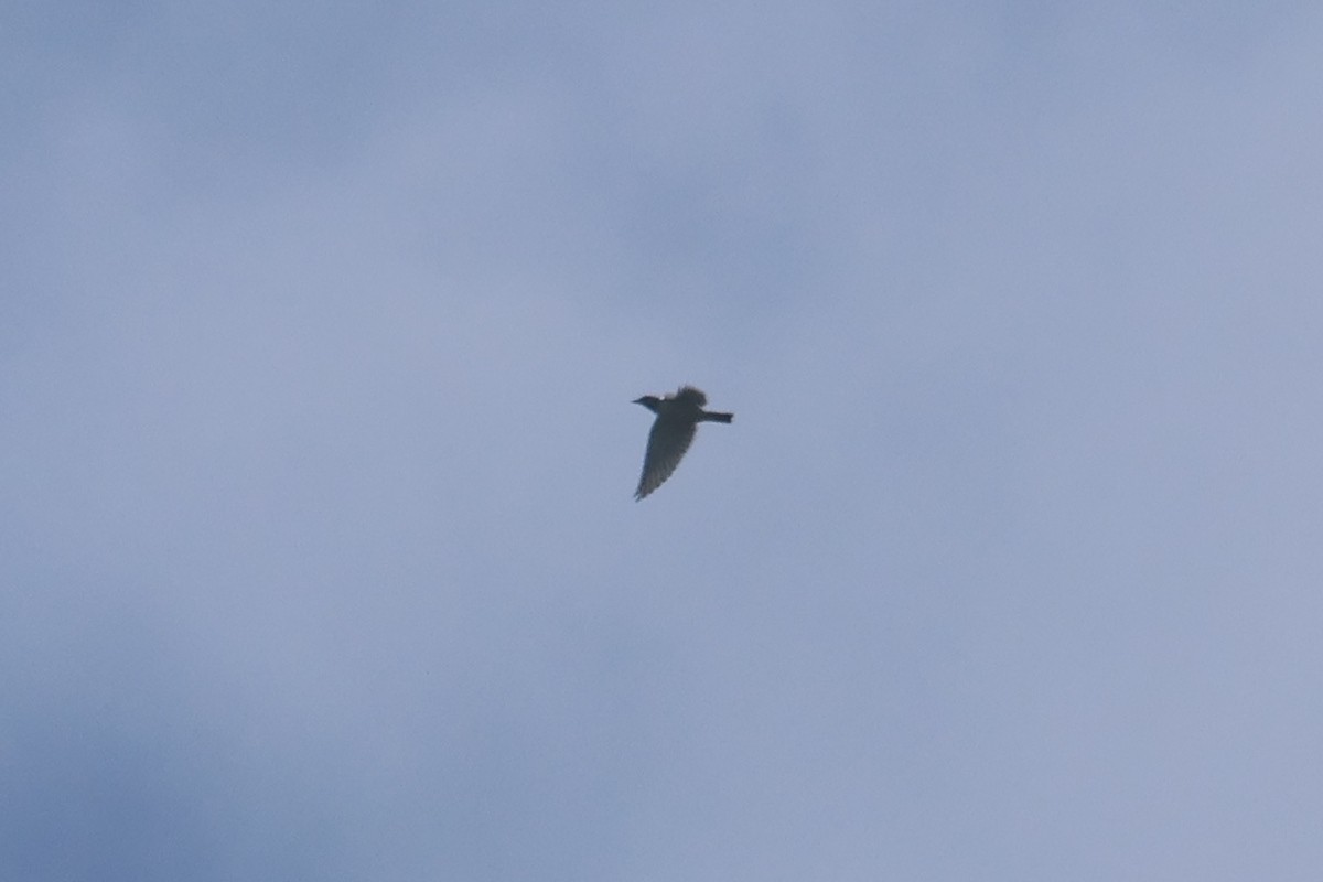 Ivory-backed Woodswallow - ML642425621