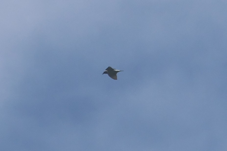 Ivory-backed Woodswallow - ML642425622