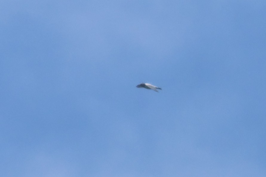 Ivory-backed Woodswallow - ML642425623