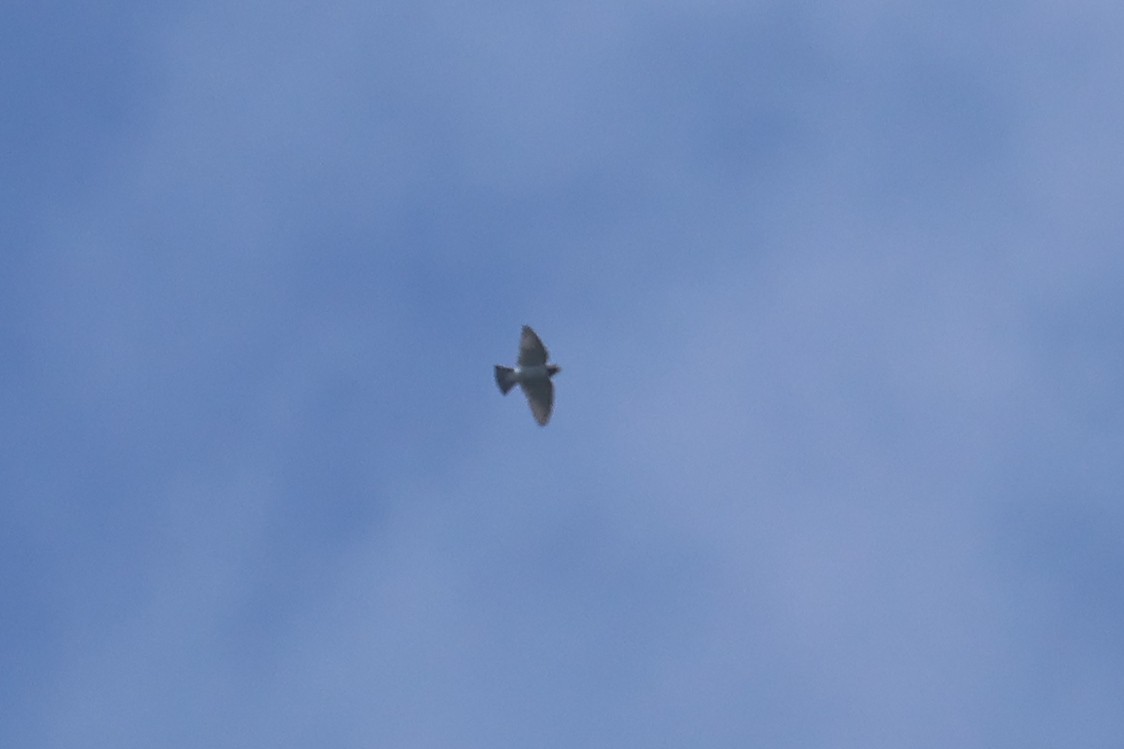 Ivory-backed Woodswallow - ML642425624