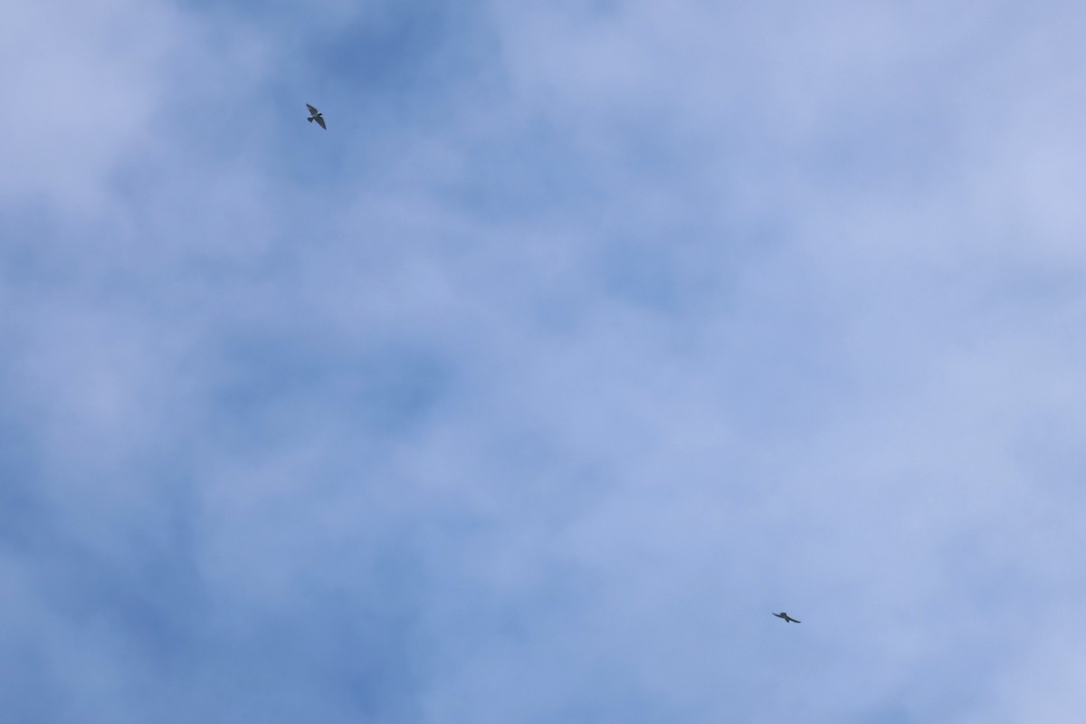 Ivory-backed Woodswallow - ML642425625