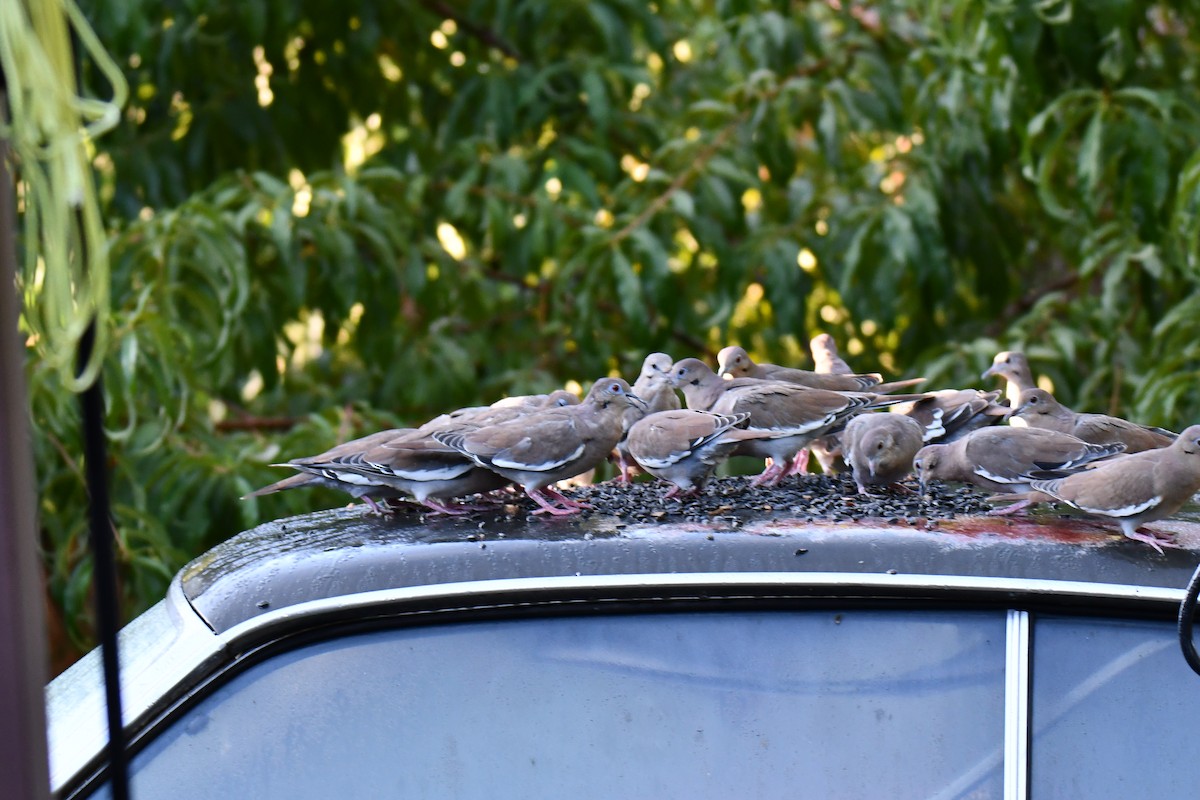 White-winged Dove - ML642425631