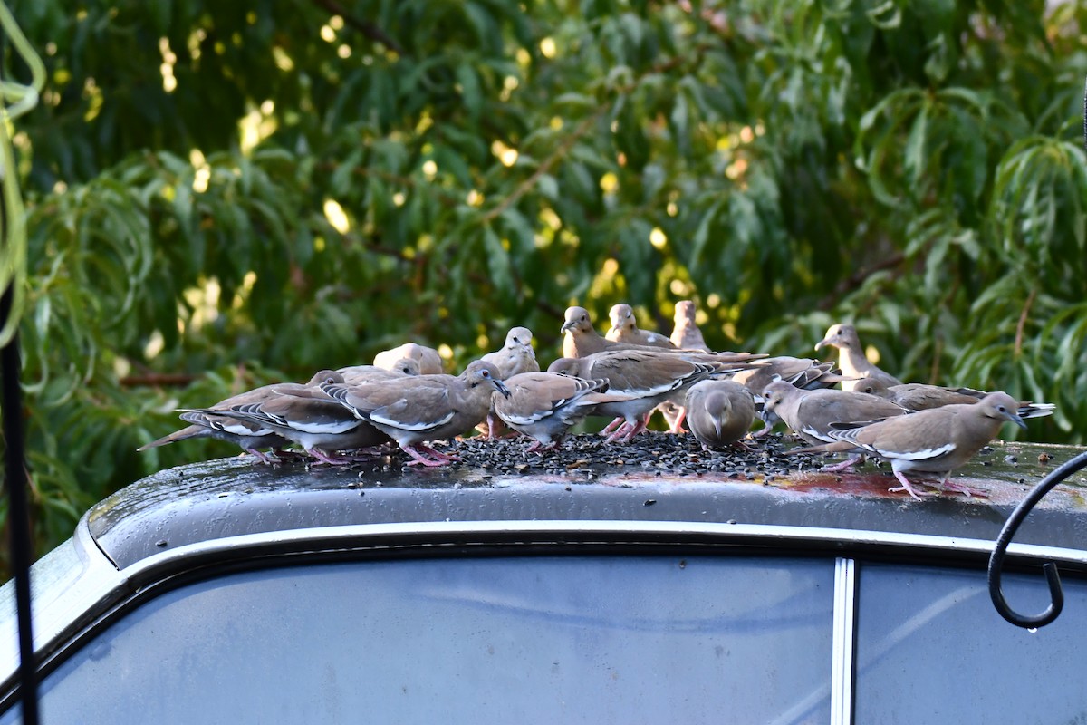 White-winged Dove - ML642425632