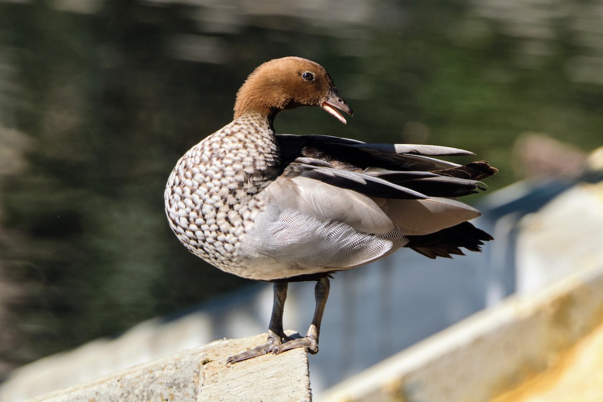 Canard à crinière - ML642425639