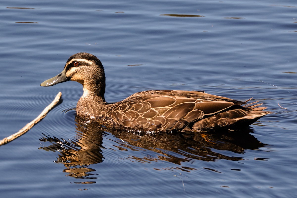 Canard à sourcils - ML642425640