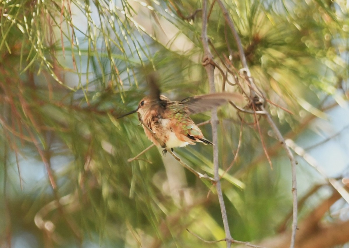 kalypta rezavolesklá - ML642425657