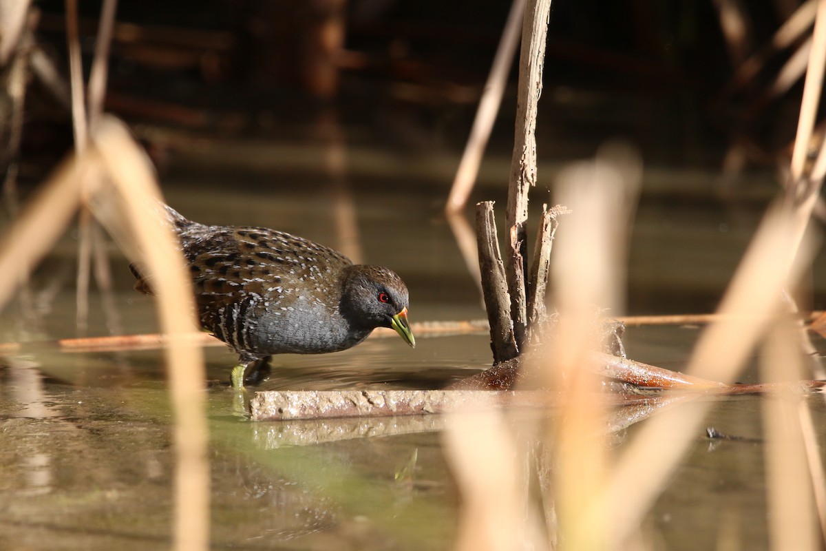 Australian Crake - ML642425659