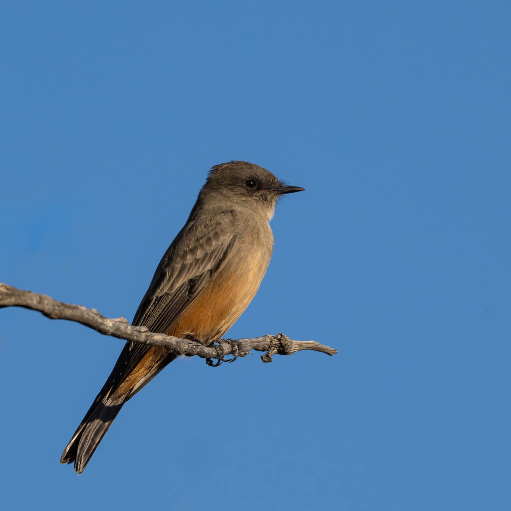 Say's Phoebe - ML642425660