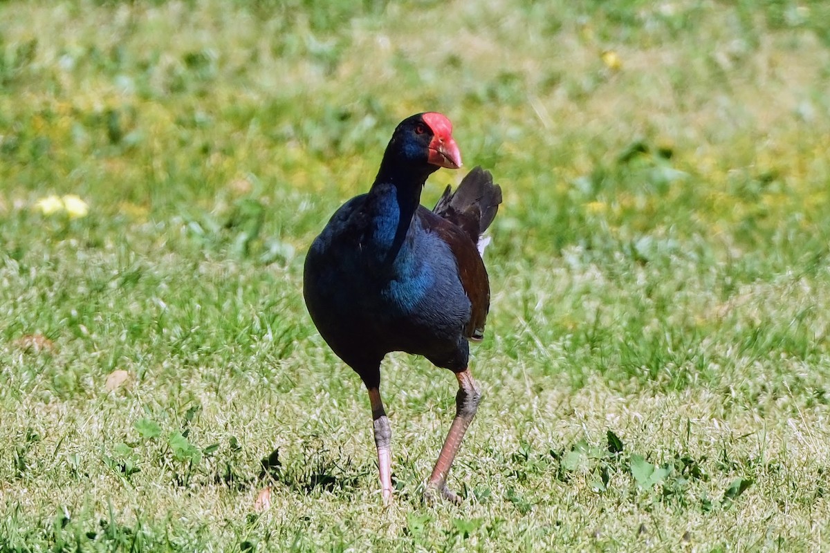 Talève australe - ML642425661