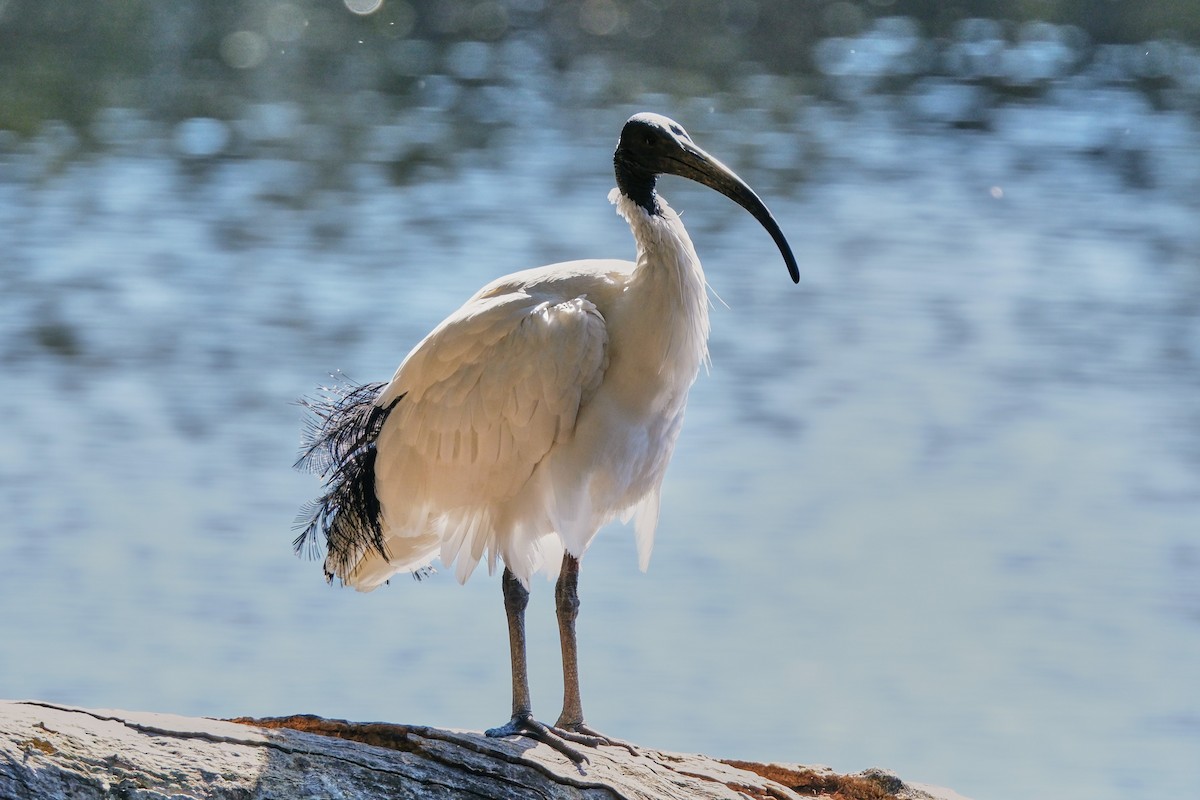 Ibis à cou noir - ML642425663