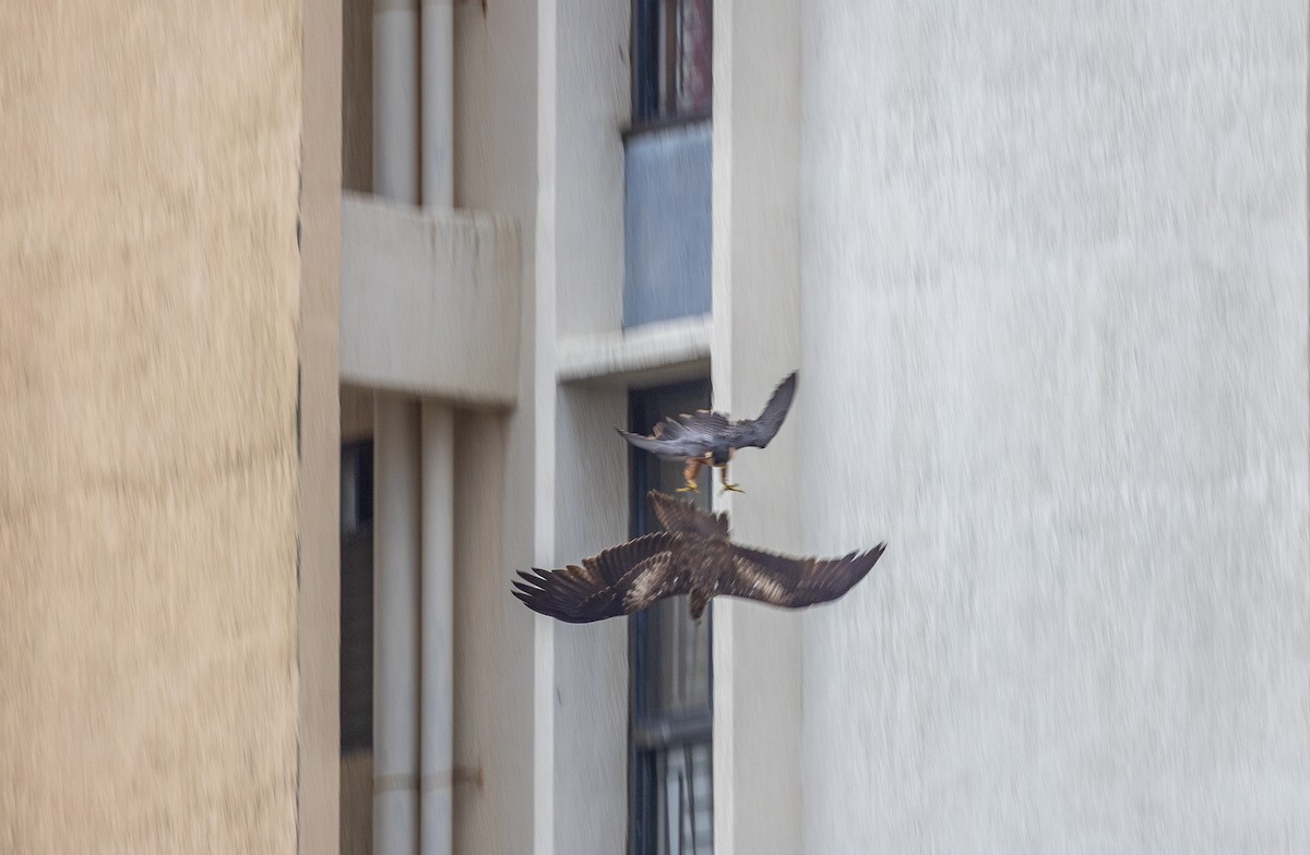 Peregrine Falcon (Shaheen) - ML642425684
