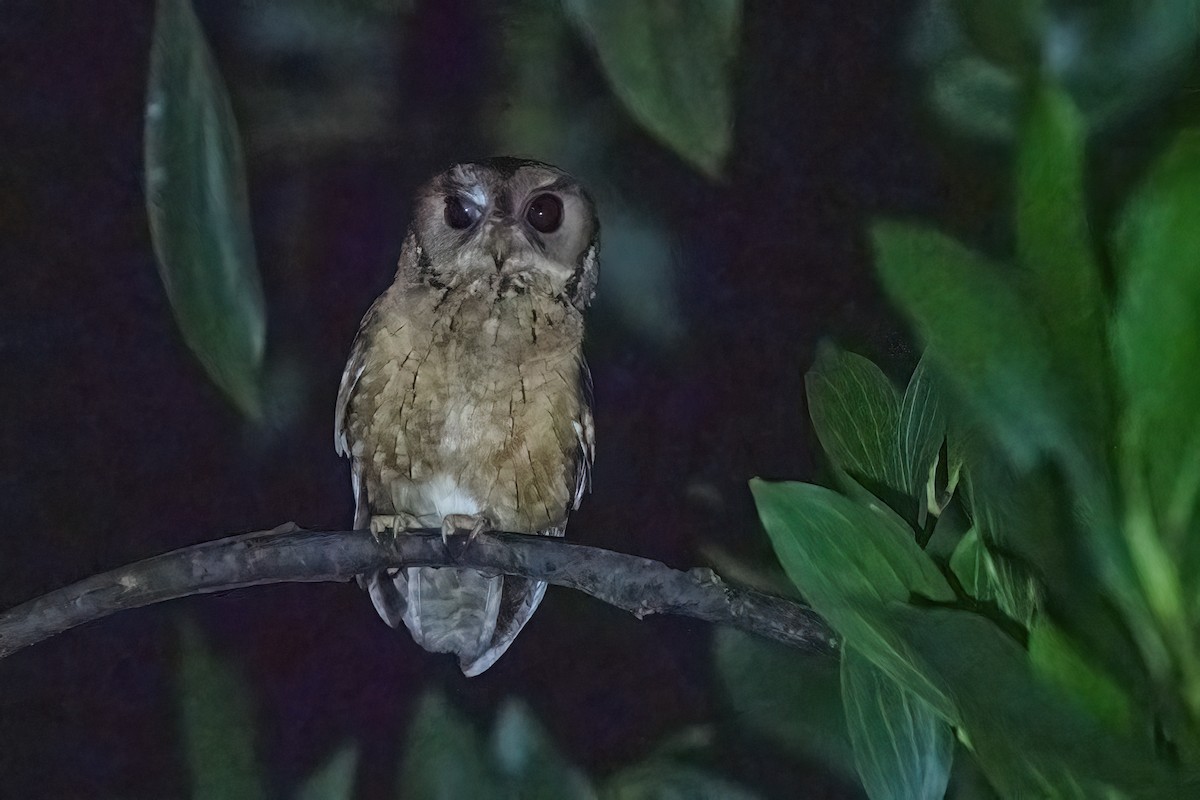 Indian Scops-Owl - ML642425686